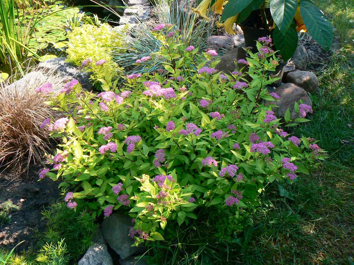 Spiraea Stock Photos Spiraea Stock Images Alamy