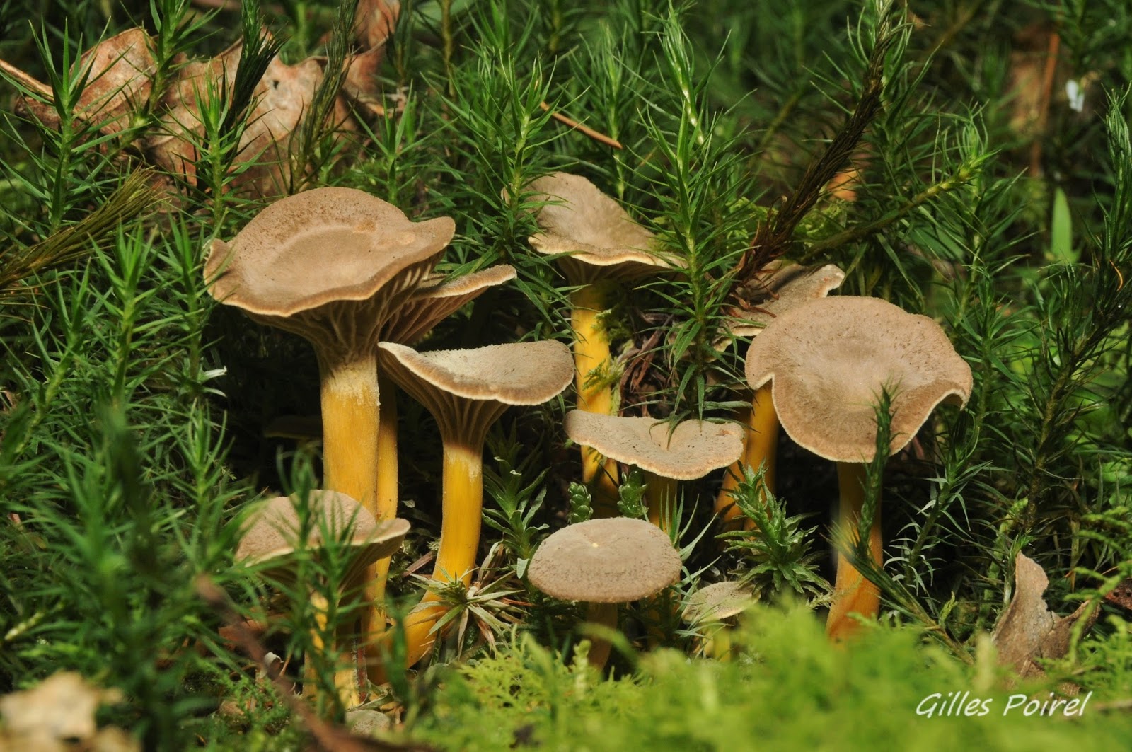 JURA, UNE TERRE, DES HOMMES La Chanterelle en tube. Craterellus