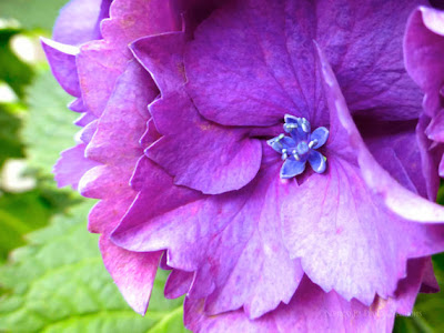 https://www.etsy.com/listing/168530893/romantic-floral-photography-blue-purple?ref=favs_view_3