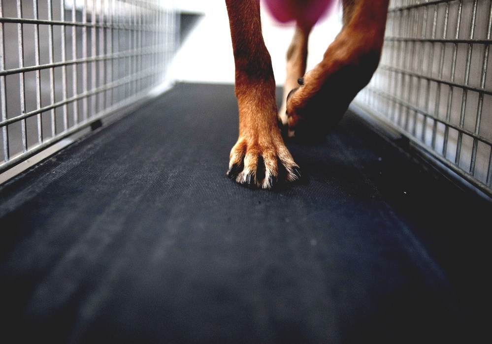 Treadmill - Dog Running On Treadmill