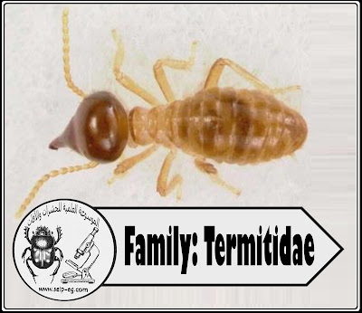 Family: Termitidae