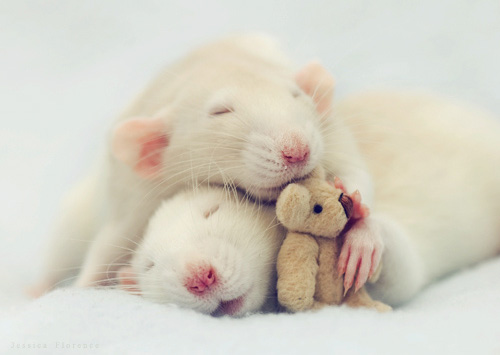 Las ratas más bonitas del mundo.