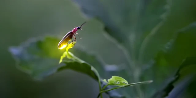 Cahaya pada kunang kunang dan penjelasan secara fisika