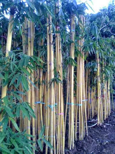  Bambu  panda Bambu  kuning I Bambu  jepang I Bambu  ulir  