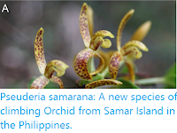 https://sciencythoughts.blogspot.com/2019/10/pseuderia-samarana-new-species-of.html
