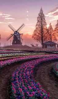 plantacion-de-tulipanes-y-molino-tipico-holandes