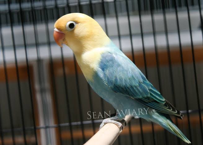 Jenis Lovebird Biola Termahal Yang Harus Anda Ketahui Pamankicau