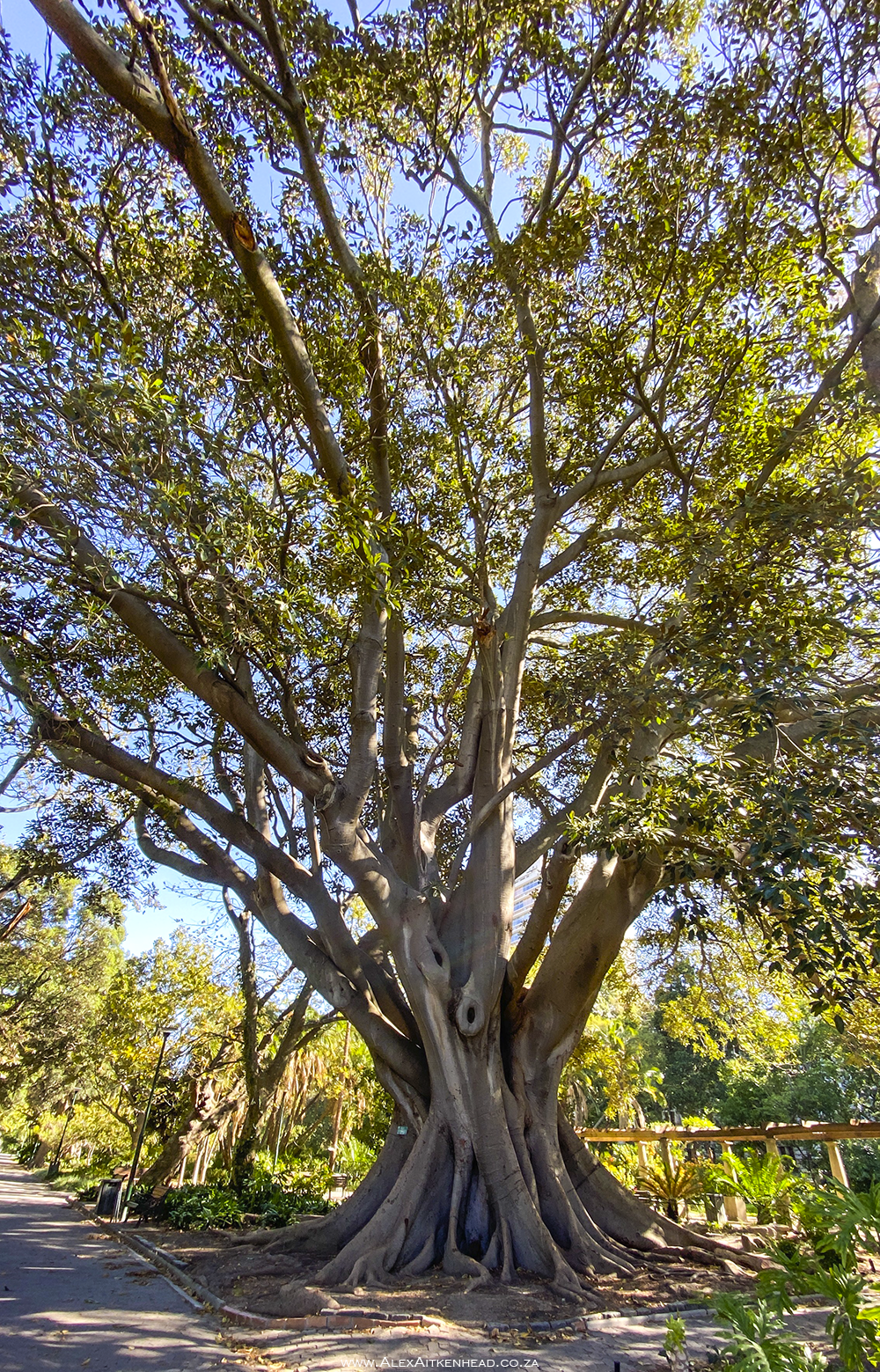 Champion Tree, Champion Trees of South Africa, Rubber Tree, Ficus elastica Moraceae, Alex and Juanita Aitkenhead, African Photography, Cape Town, Companys Garden, Video of Champion Tree