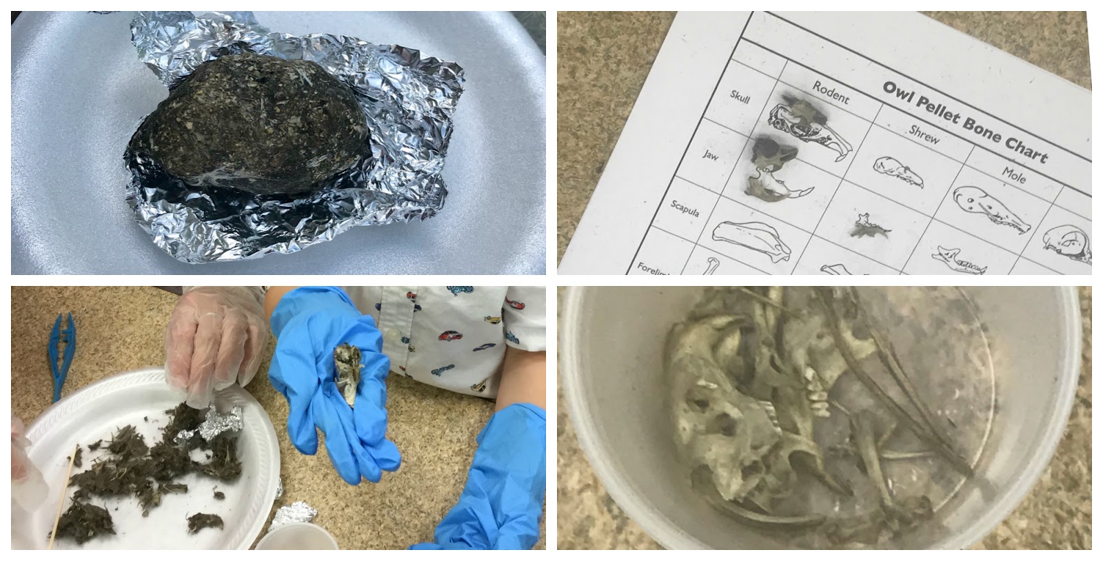 Owl Pellets Dissection Kit 