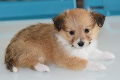 Ease Your Pet: 6 Amazing Alternatives to Pet's Boarding Ease Your Pet: 6 Amazing Alternatives to Pet's Boarding