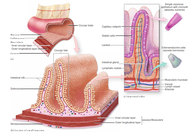 Dr.Manmeen's Biology: STRUCTURE OF GASTRO-INTESTINAL WALL