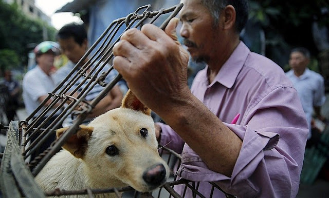 Maltrato Animal.Carniceria de Perros en China.