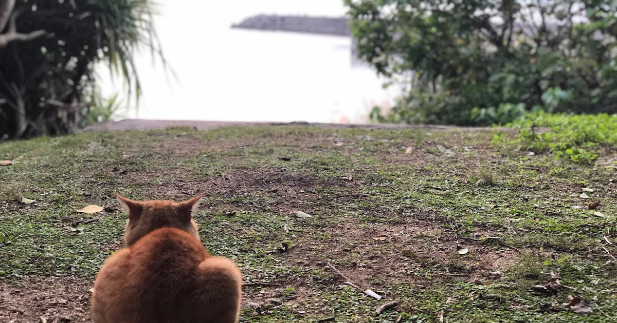 -Okinawa- Explore the island of God with cats