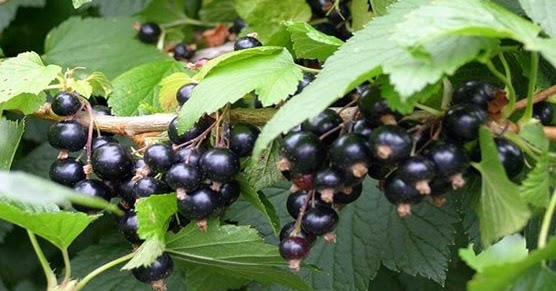 STEPS TO GROW BLACK CURRANT - Kilimo Hai