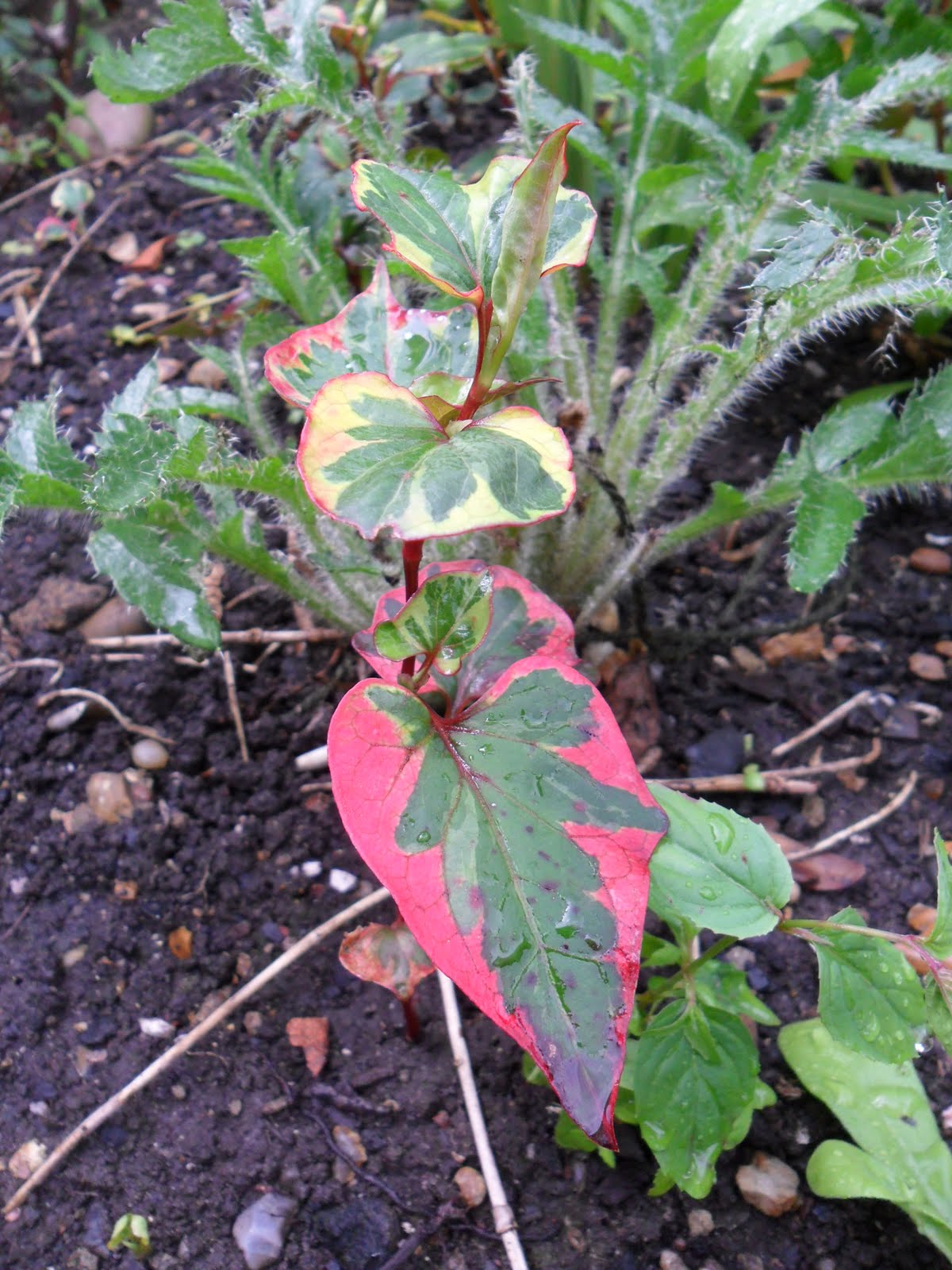 Experiments with Plants Houttuynia Cordata Chameleon (13 JUL 2011)
