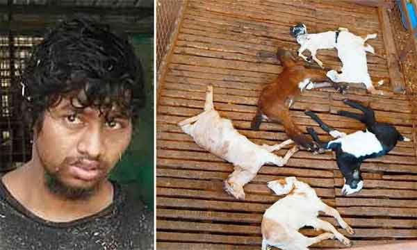 News, Kerala, State, Thrissur, Accused, Arrested, Police, Attack, Animals, Man arrested for attacking lambs in Varantharappilly