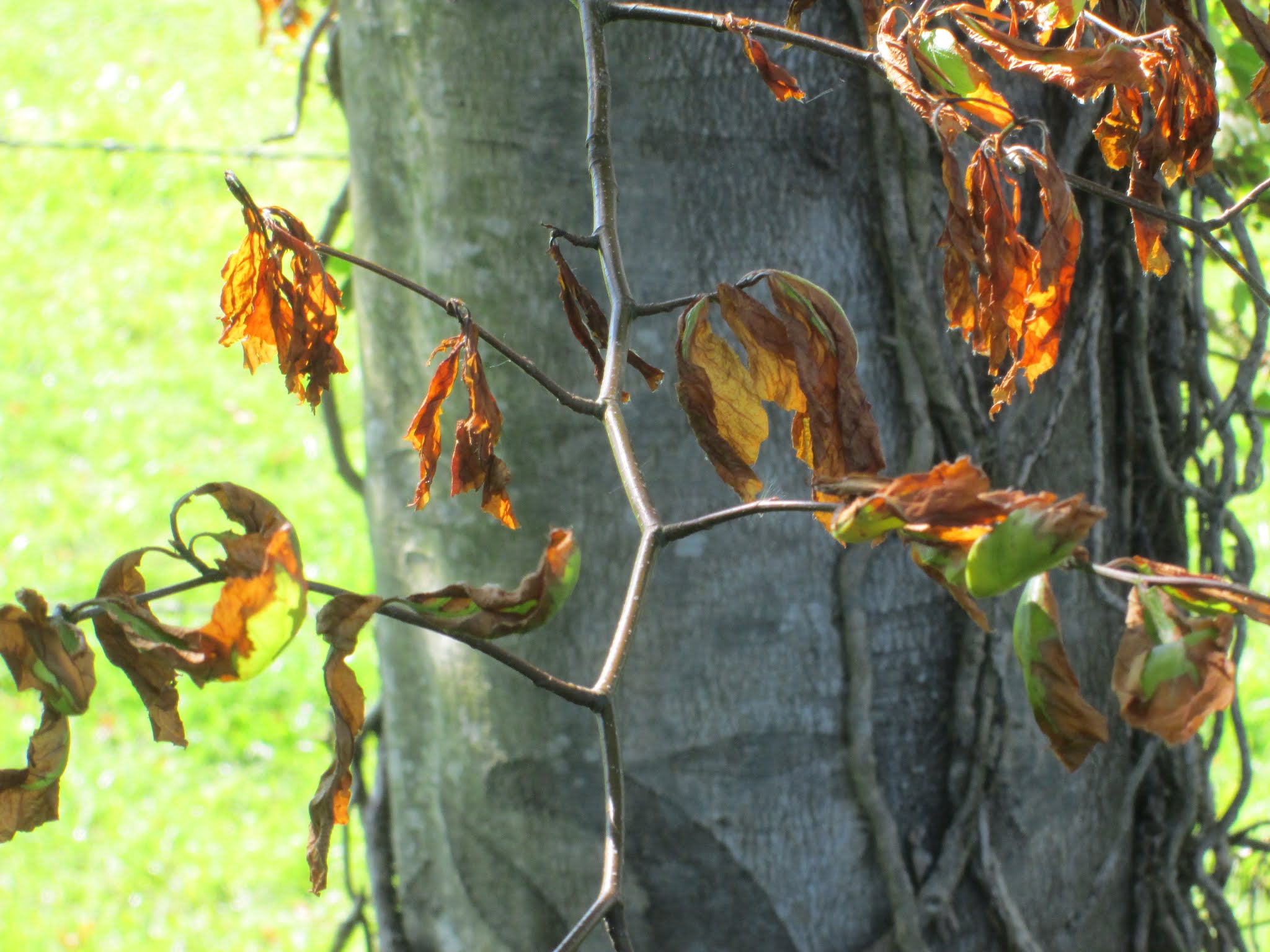 WinterborneWildlife. Are our Beeches Dying?