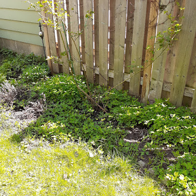 Riverdale Toronto New Garden Makeover Before by Paul Jung Gardening Services--a Small Toronto Gardening Company