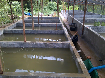 Desain kolam lele beton