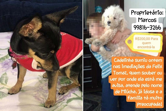 Tutores pedem ajuda para localizar duas cadelas desaparecidas em Jacobina