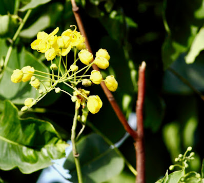 Cassia fistula - Golden Shower tree