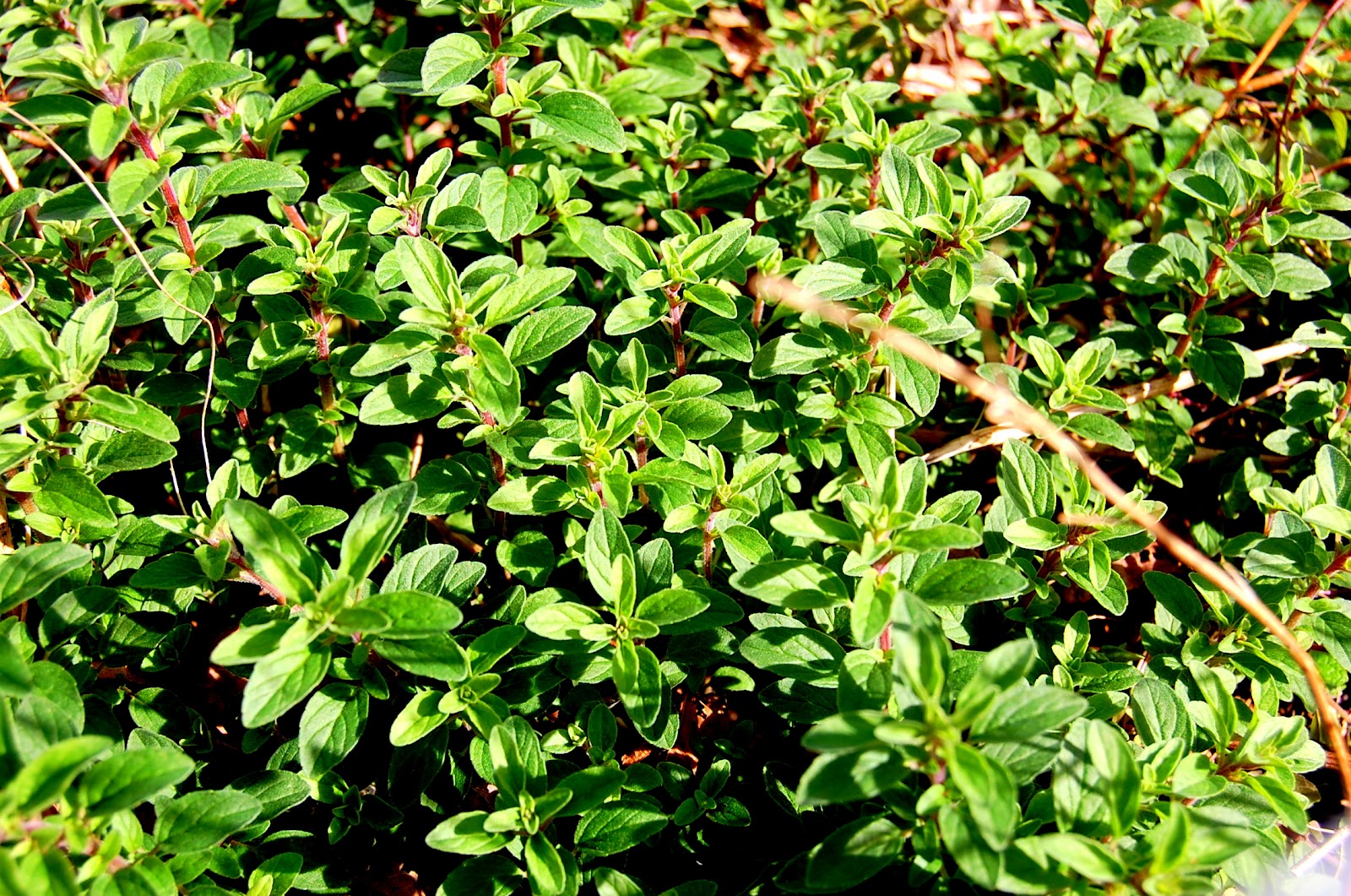 Urban SelfSufficientist Growing Oregano in the winter