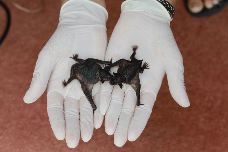 Baby Animals: Bat - Pup 20