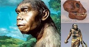 Lengkap 17 Ciri Ciri Meganthropus Paleojavanicus Asal Usul Amp Sejarah