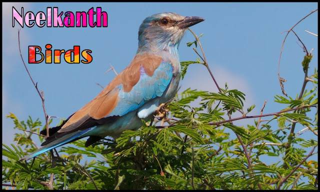 Neelkanth Birds In Hindi