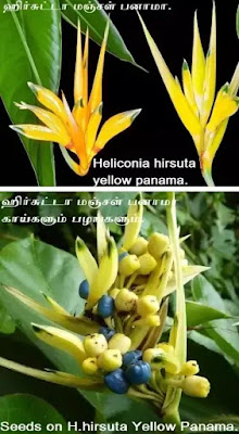 Heliconia hirsuta yellow panama