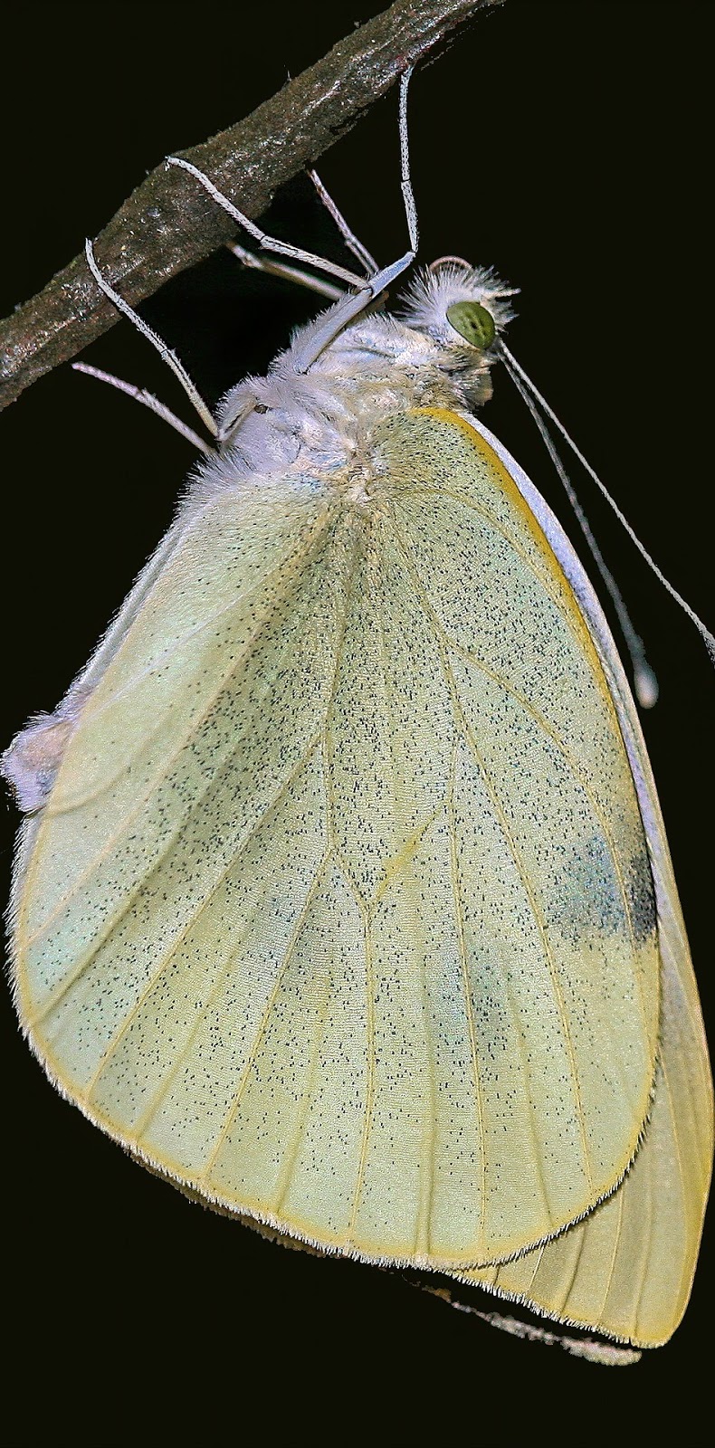 A cabbage white butterfly. A cabbage white butterfly.