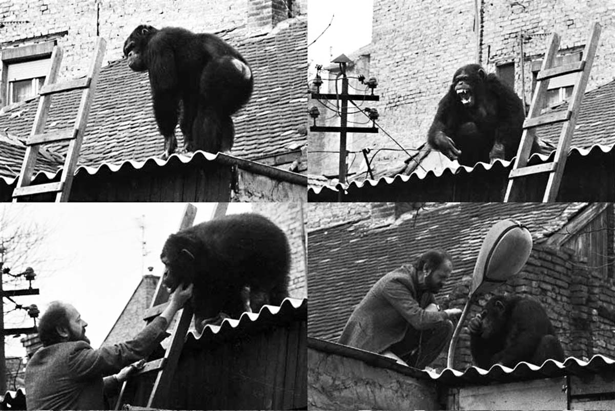 sami chimpanzee vuk bojovic