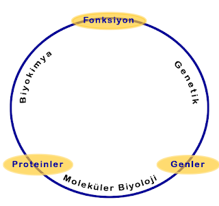 Moleküler biyoloji, biyokimya ve genetik bilimleri arasındaki ilişkiyi gösteren şema