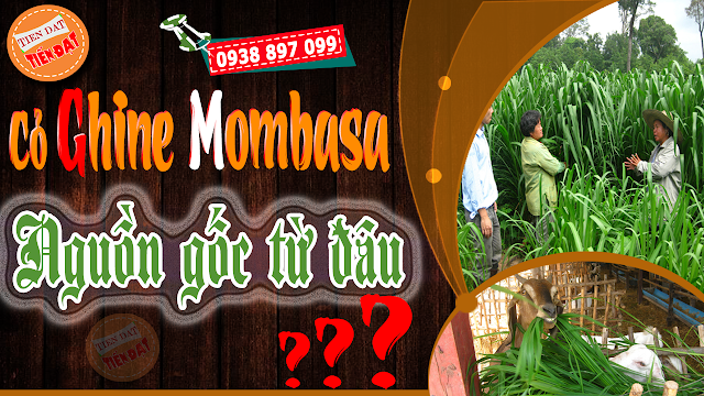 Giống Cỏ Ghine Mombasa Có Xuất Xứ Từ Đâu ??