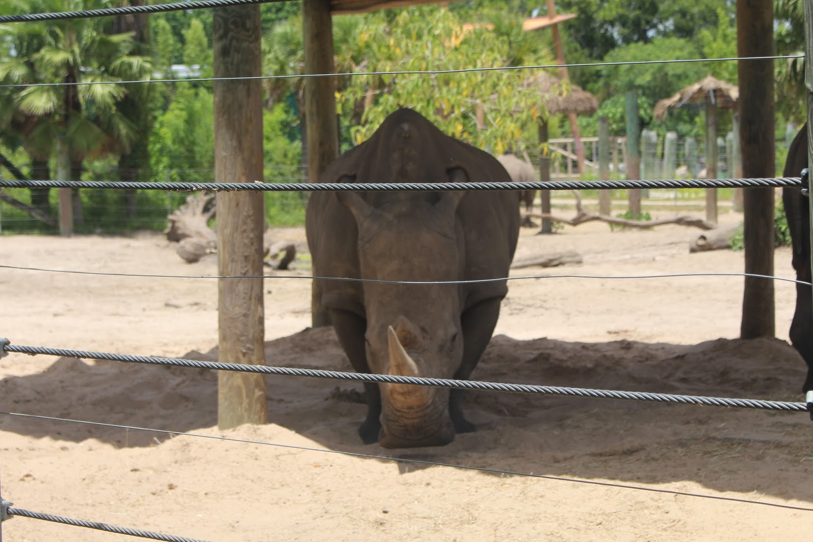 Lowry-Park-Zoo-Tampa