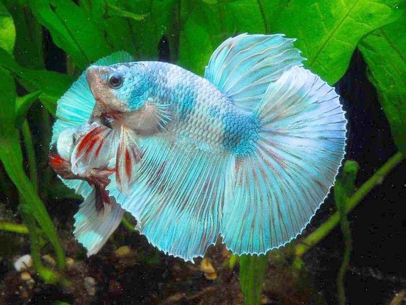 You Must Ask for Betta Splendens Image You Must Ask for Betta Splendens