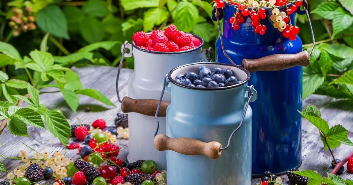 Москва ягода Москва ягода