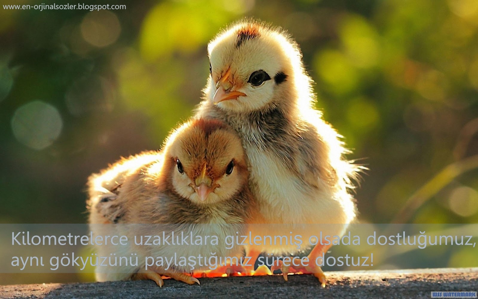 Orjinal sözler paylaş Orjinal sözler paylaş