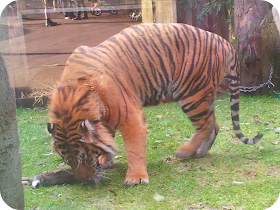 tiger eating rabbit, tiger dinner time, london zoo tiger