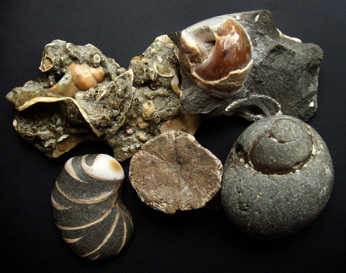 Skeptophilia The Texas flood fossils