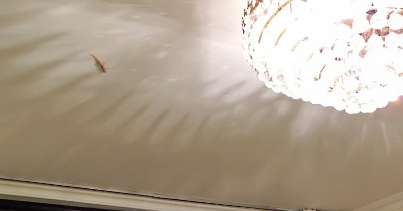 Zoology Jottings: A different house gecko in Hong Kong