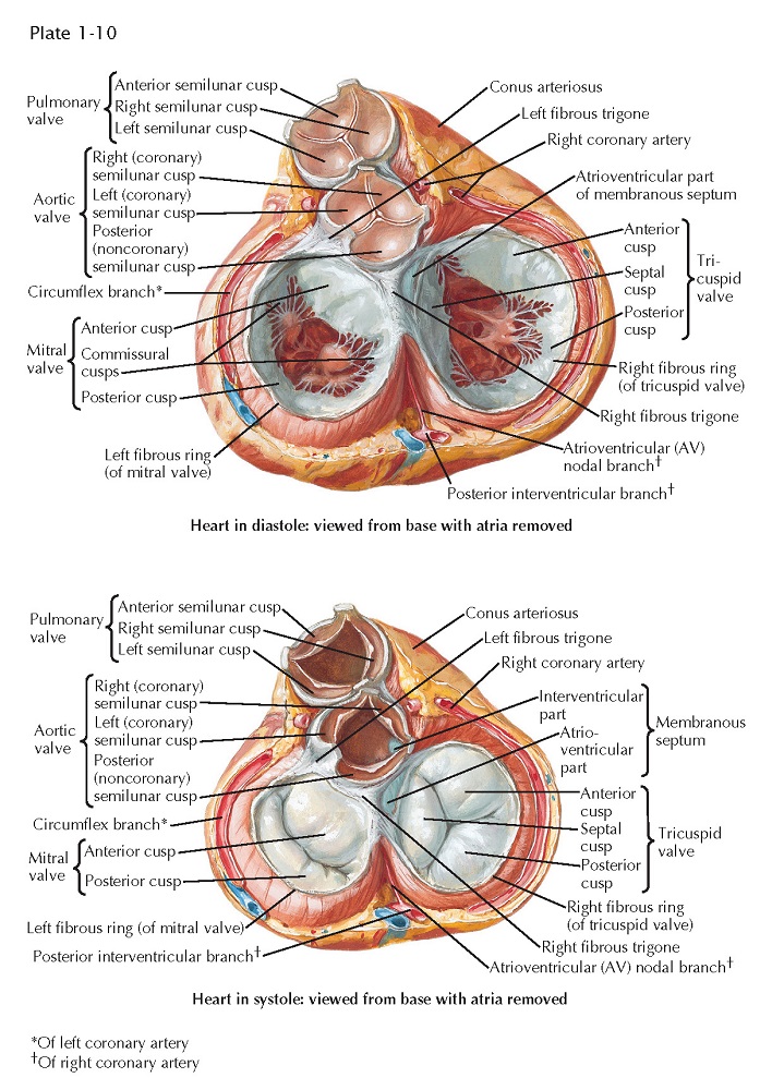 Valves pediagenosis