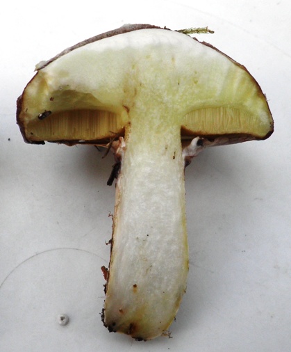 sieniopas: - - - - - Voitatti