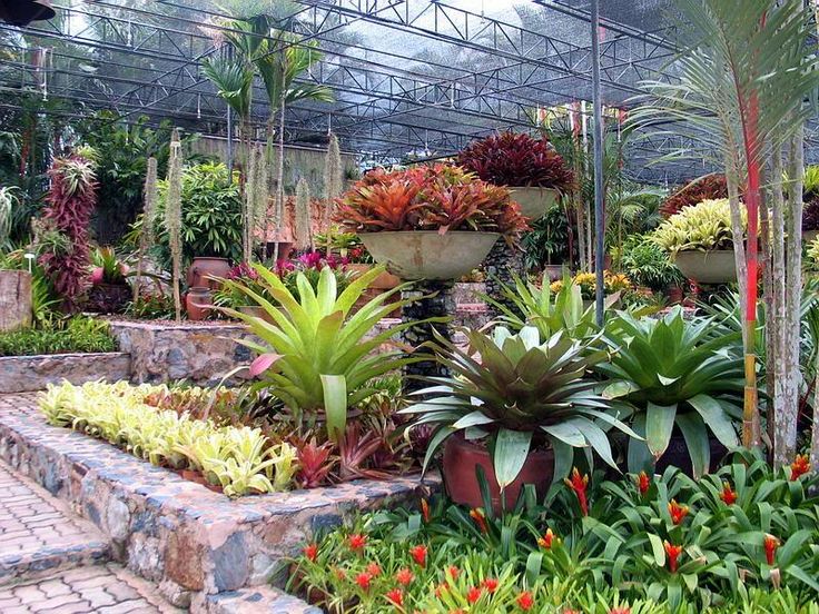 Tukang Taman Bsd Serpong Tangerang Jual Tanaman Hias Murah Tukang Taman Tukang Kolam Minimalis
