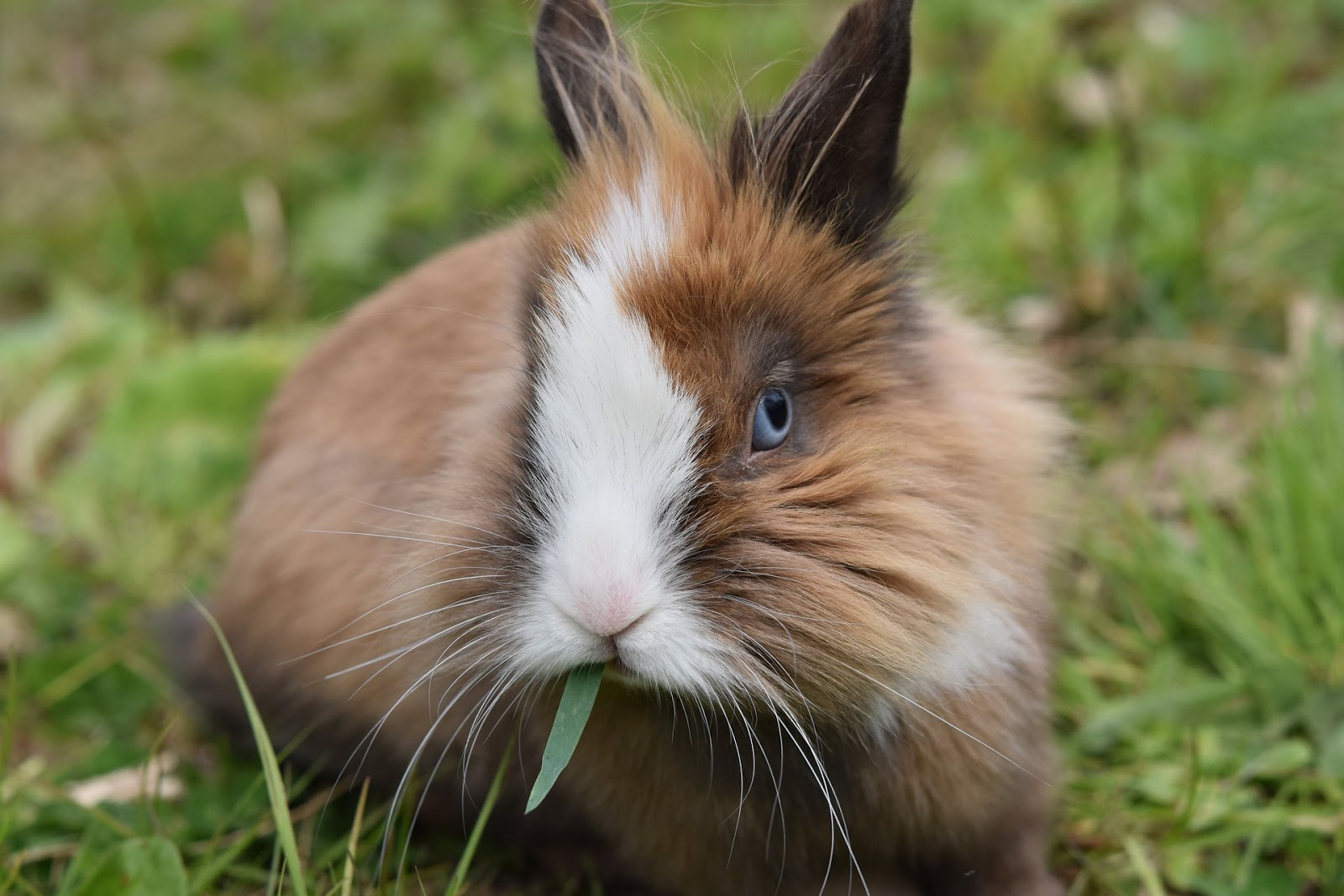 4 Reasons Why Your Rabbit is Scared Of You TheRider'sPets