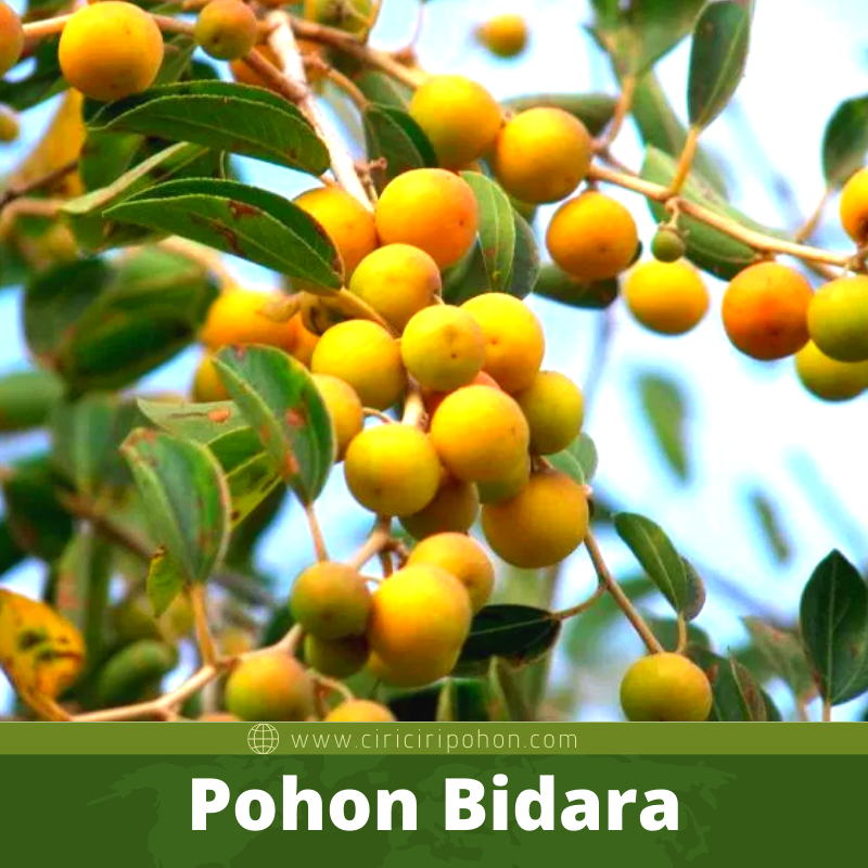 Bibit Pohon Bidara