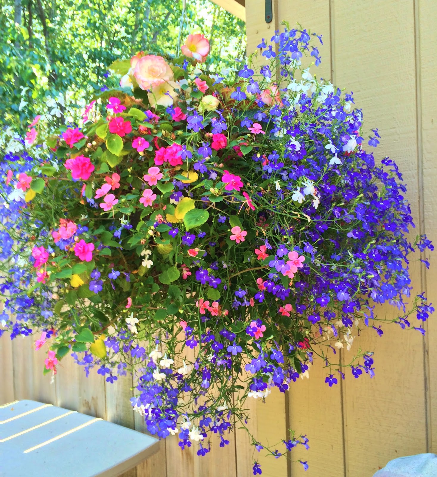 Swallowed Fly Crusades Hanging Baskets in Anchorage