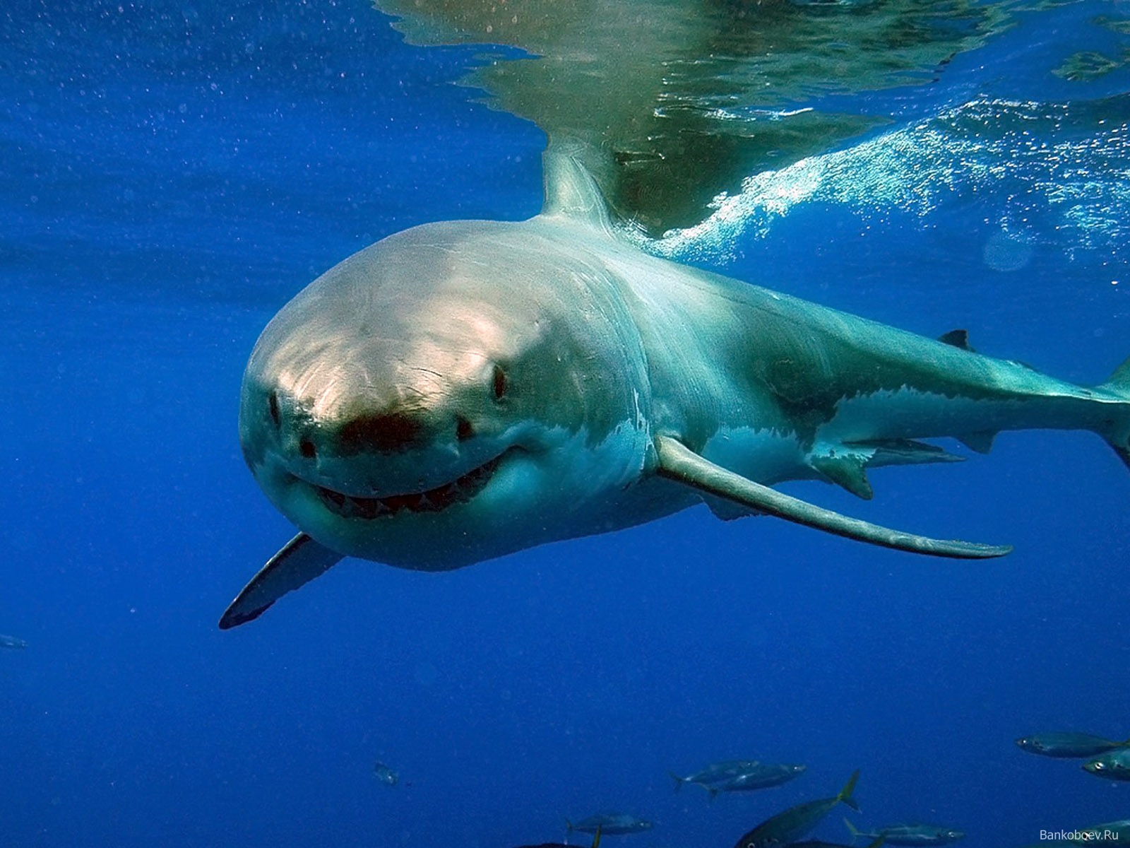 Большая морская акула. Рифовая акула. Гибрид чернопёрой акулы. Белая акула. Белая акула фото.