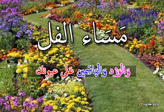 مساء الفل, مساء الخير, صور, بوستات, مكتوب عليها