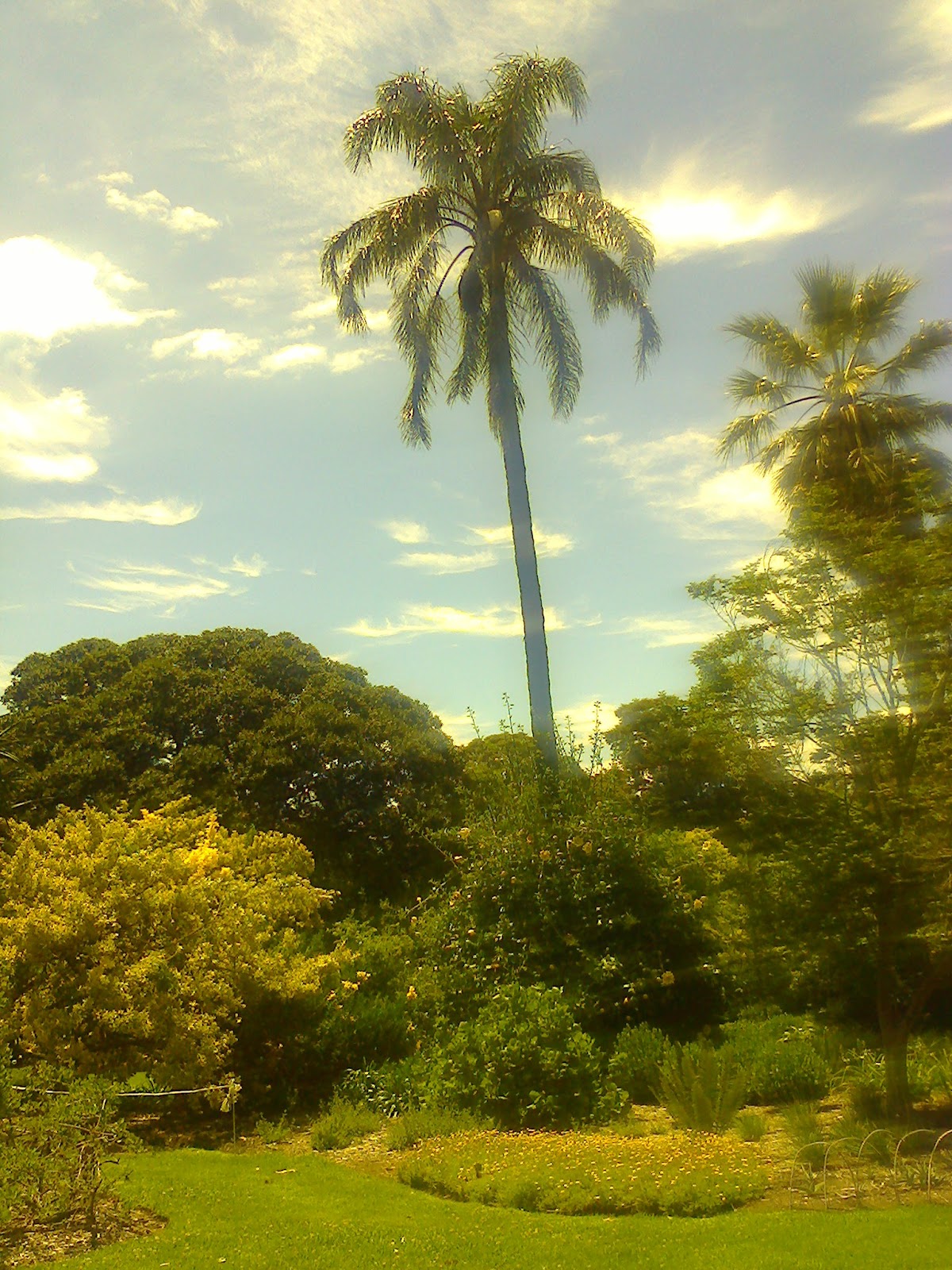 The World In General: Tree Pictures